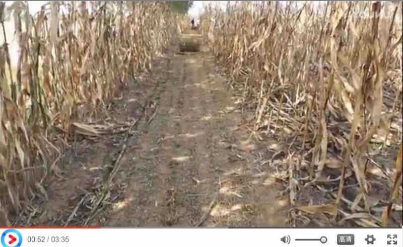 河南濮陽客戶打捆玉米秸稈現場（chǎng）展示